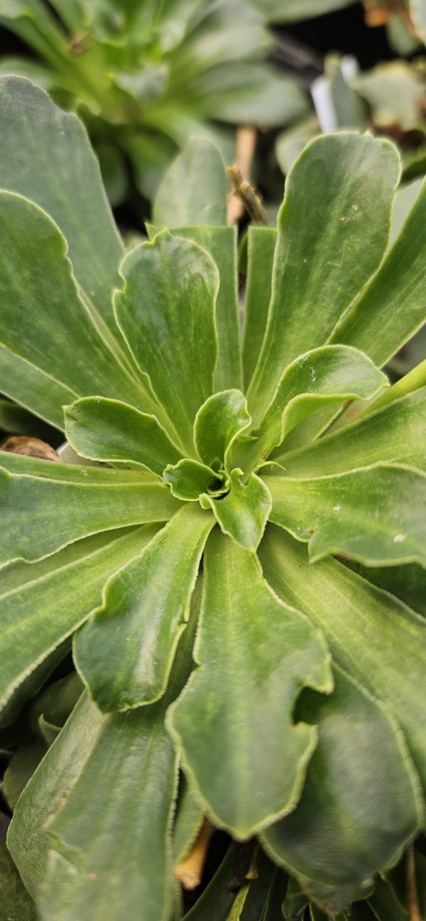 Lewisia Safira 'White'2 Lewisia Safira 'White'