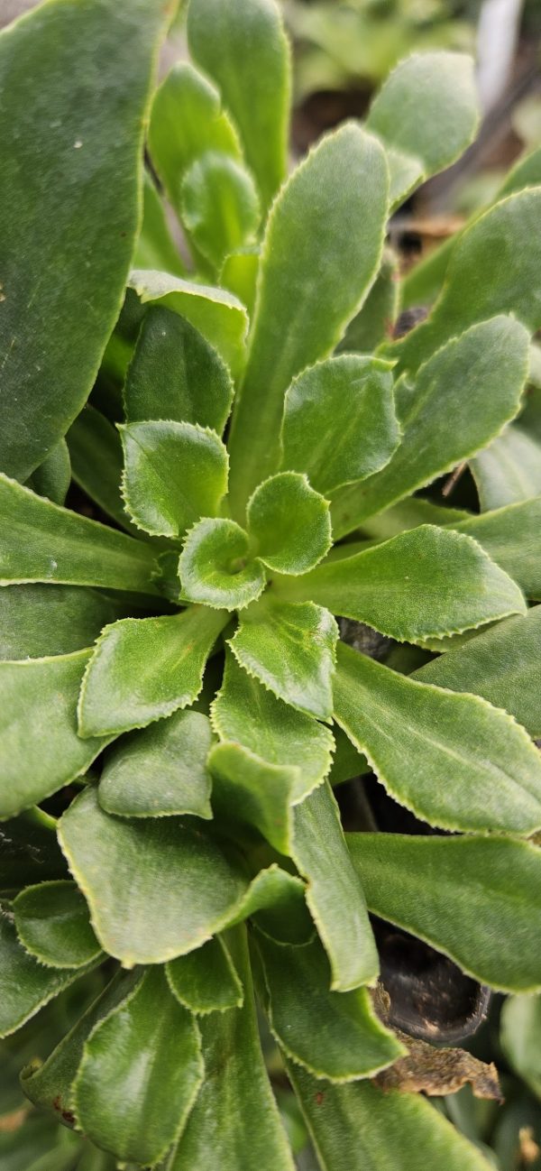 Lewisia Safira 'White'3 Lewisia Safira 'White'