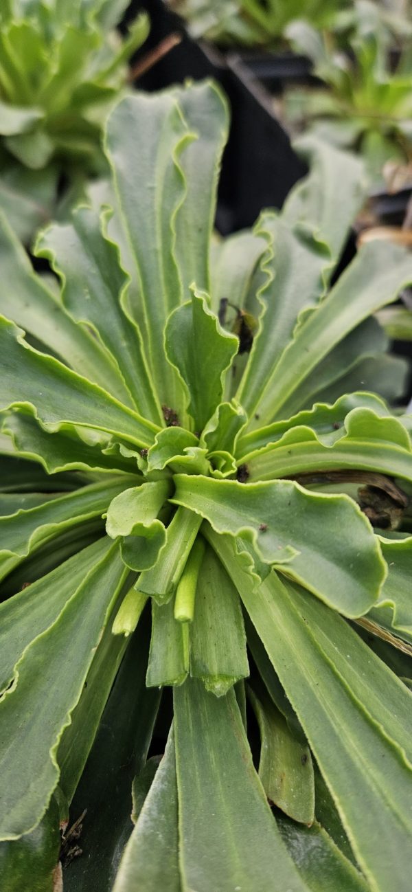 Lewisia Safira 'Yellow'