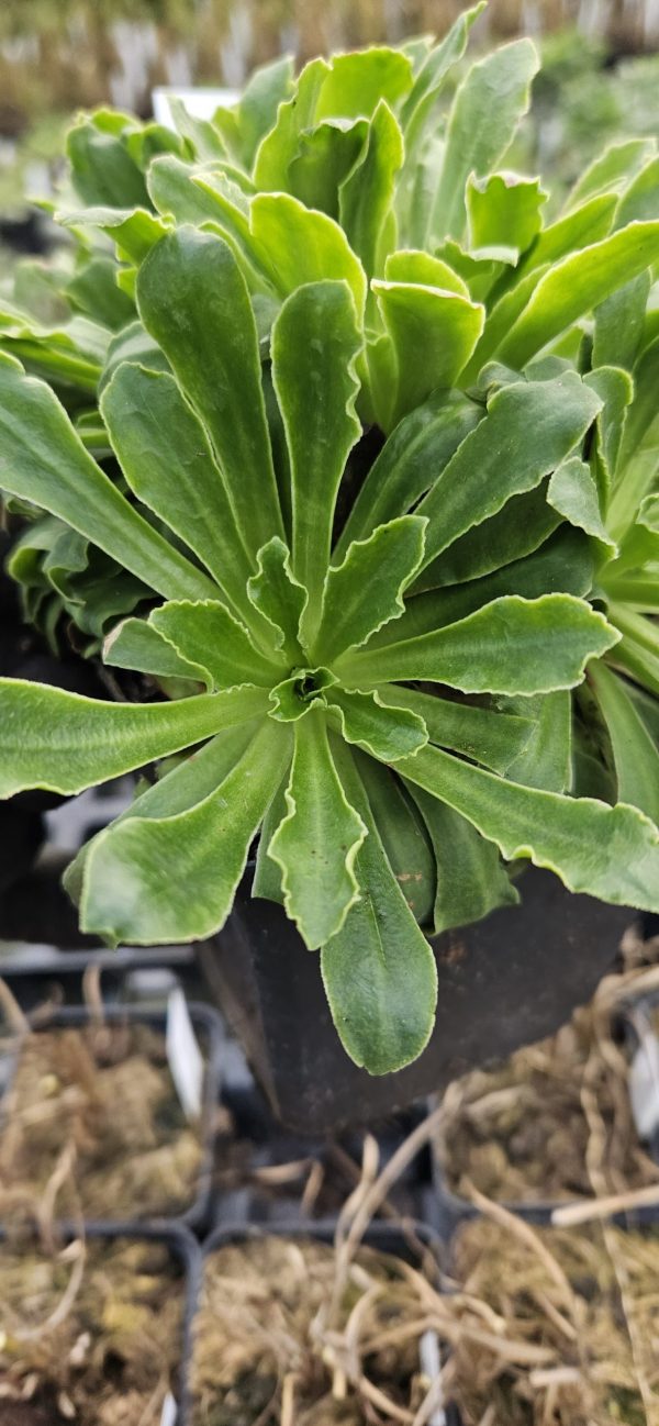 Lewisia Safira 'Yellow'