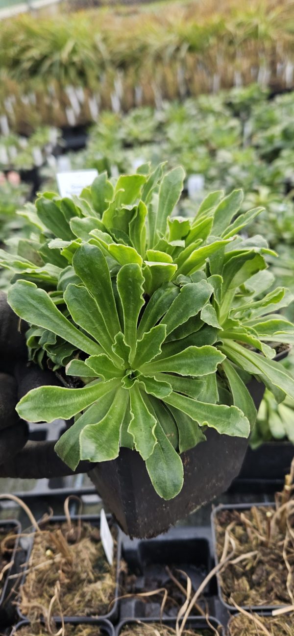 Lewisia Safira 'Yellow'