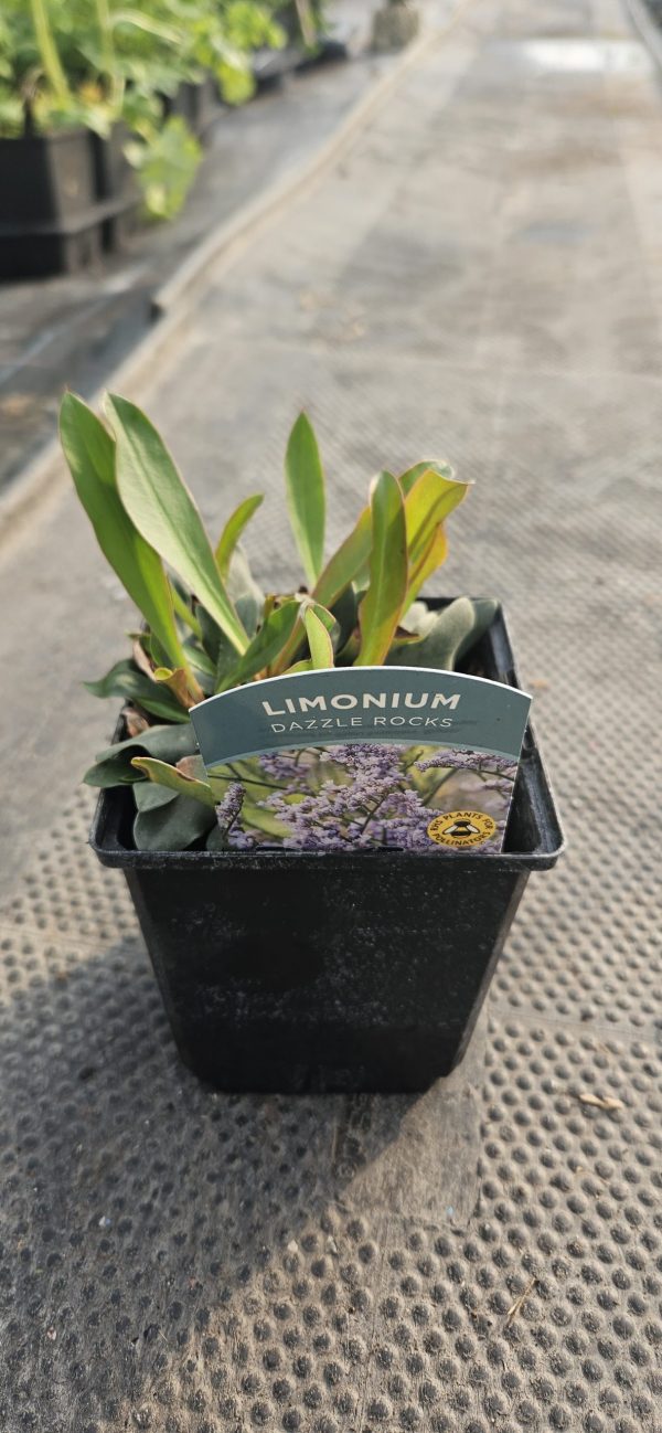 Limonium 'Dazzle Rocks' Limonium 'Dazzle Rocks'