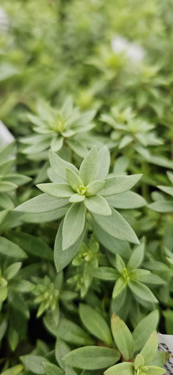 Linaria 'Dial Park' Linaria 'Dial Park'