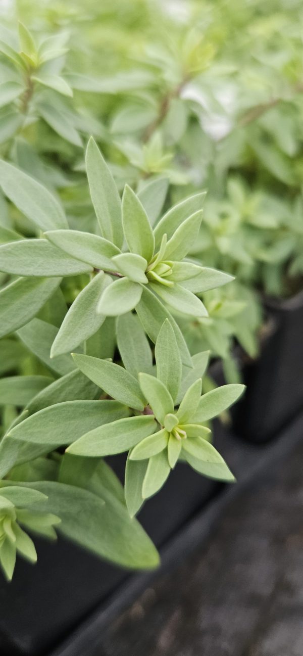 Linaria 'Dial Park'2 Linaria 'Dial Park'