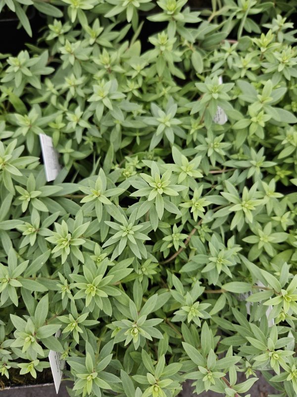 Linaria purpurea 'Canon J Went'