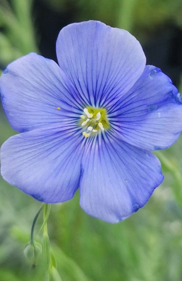 Linum perenne