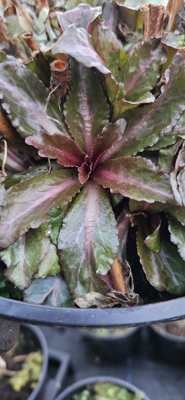 Lobelia 'Fan Scarlet' Lobelia 'Fan Scarlet'