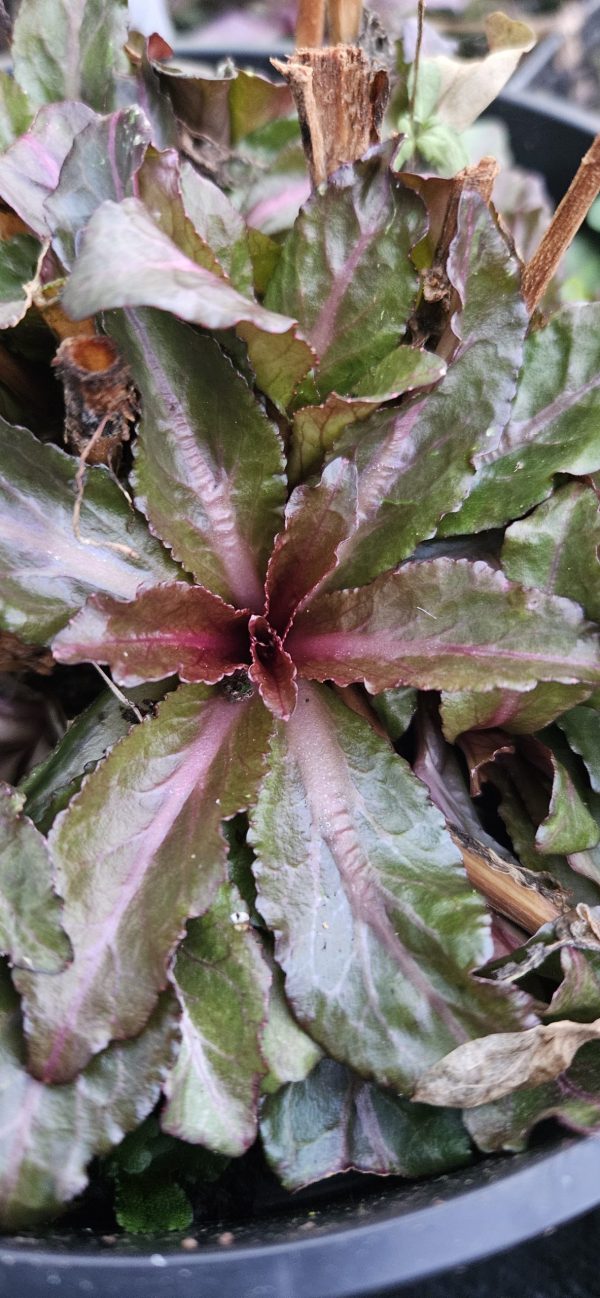 Lobelia 'Fan Scarlet'2 Lobelia 'Fan Scarlet'