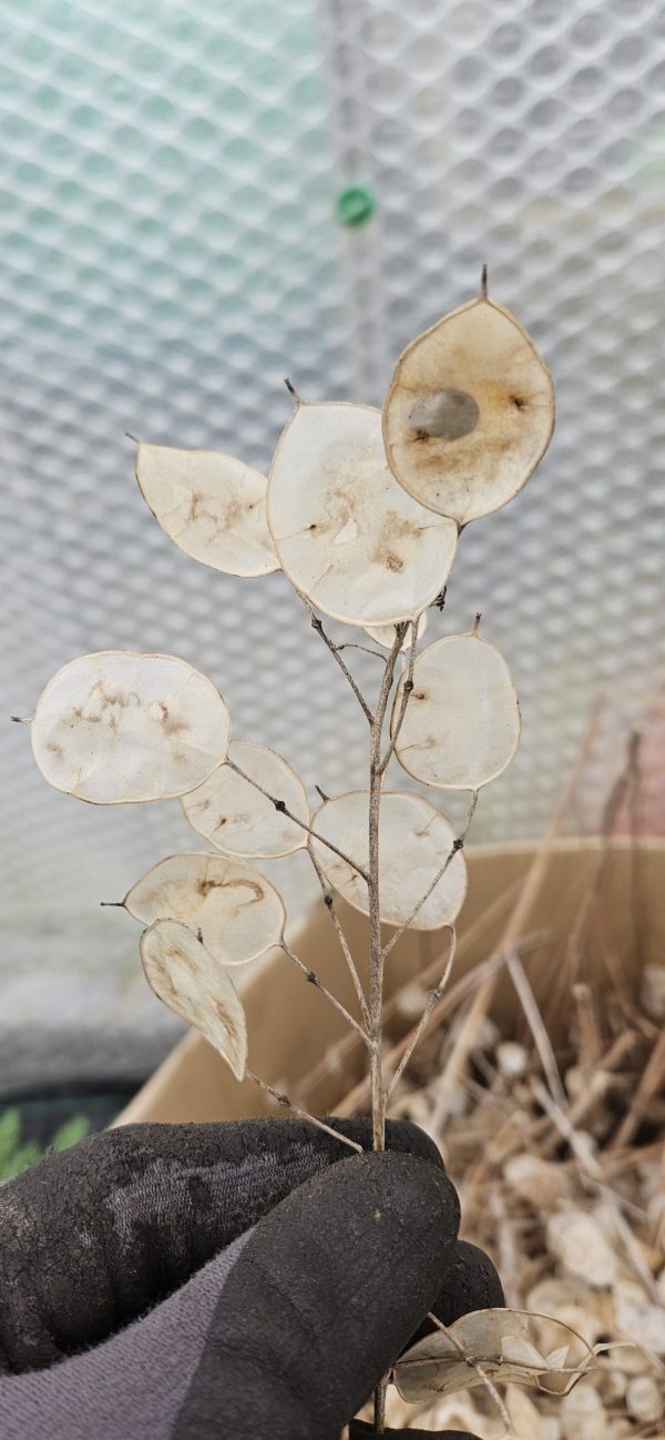 Lunaria annua var. alba Lunaria annua var. alba