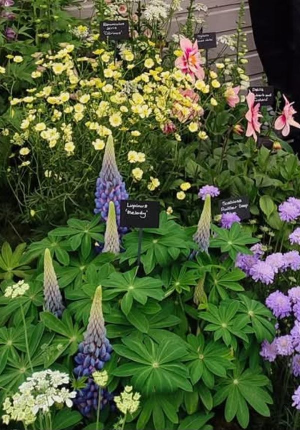 Lupin West Country 'Melody' Lupin West Country 'Melody'