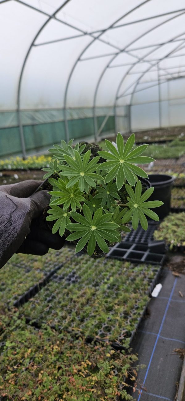 Lupin polyphyllus 'Tower Blue White'