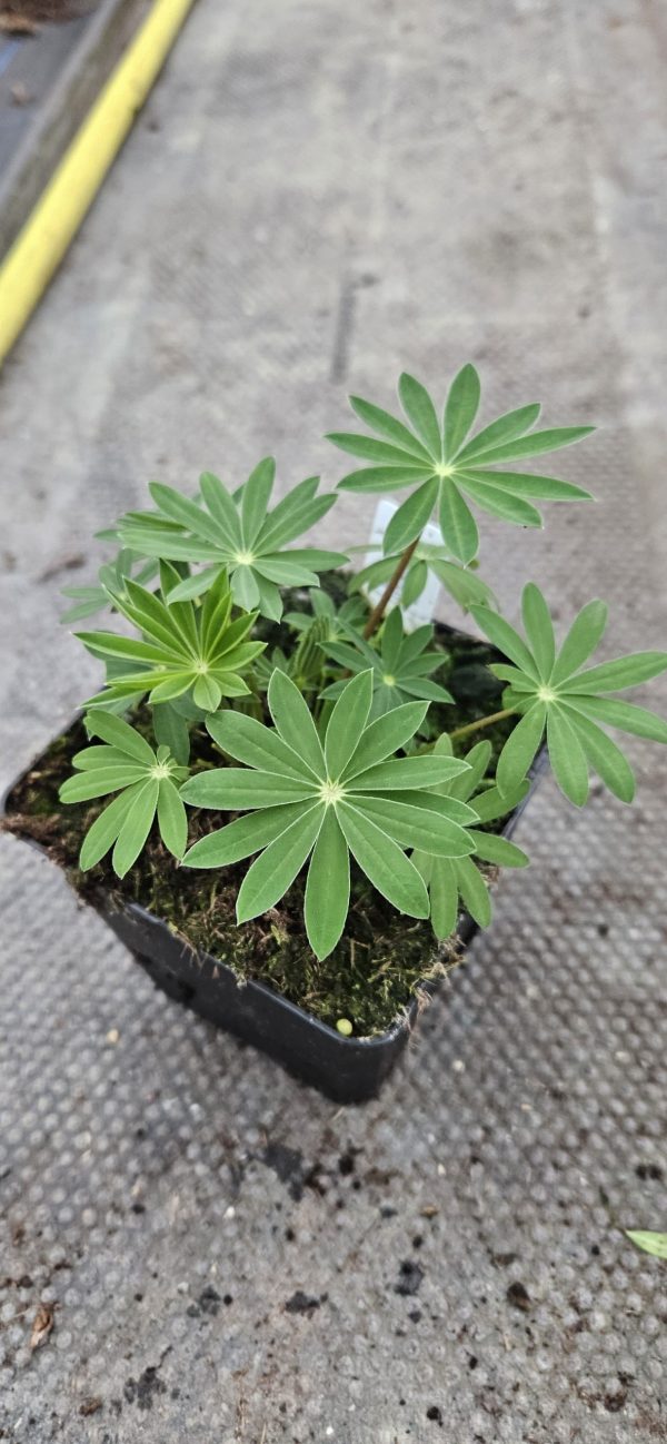 Lupin polyphyllus 'Tower Blue White'