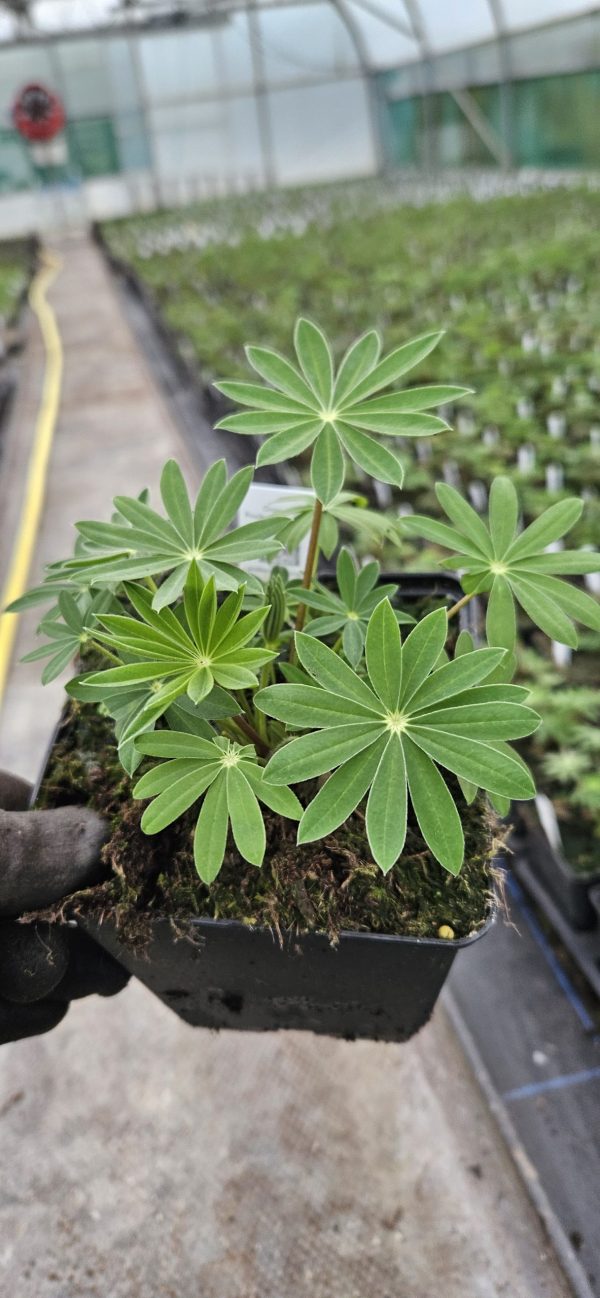 Lupin polyphyllus 'Tower Blue White'