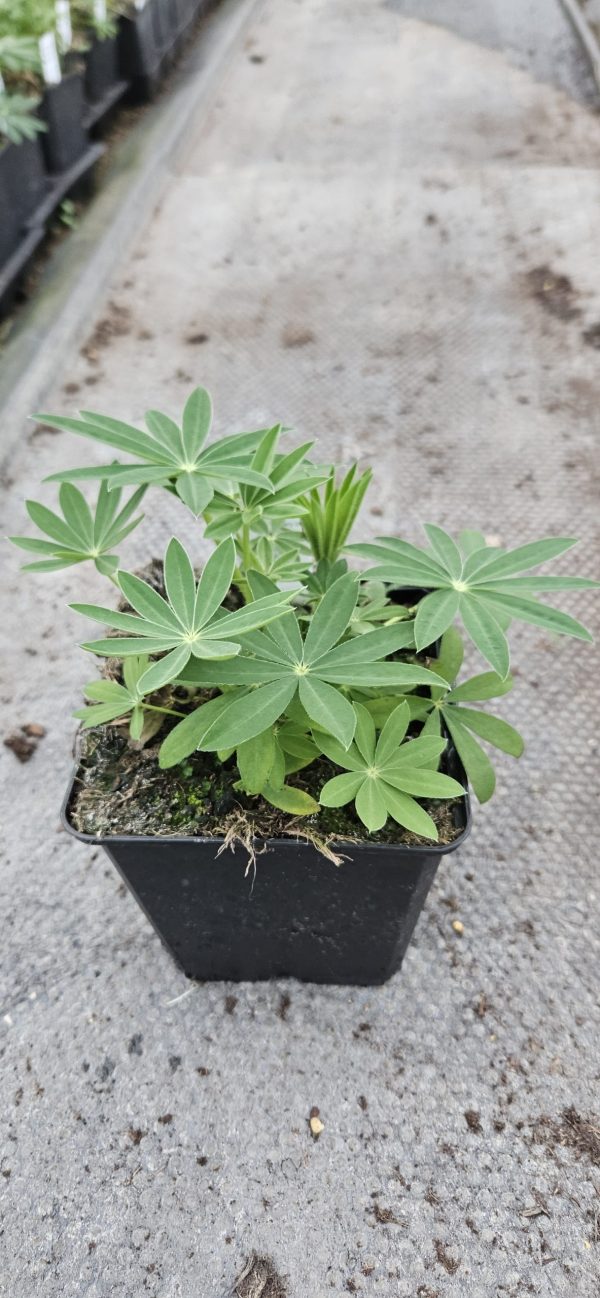 Lupinus 'Chandelier' Lupinus 'Chandelier'