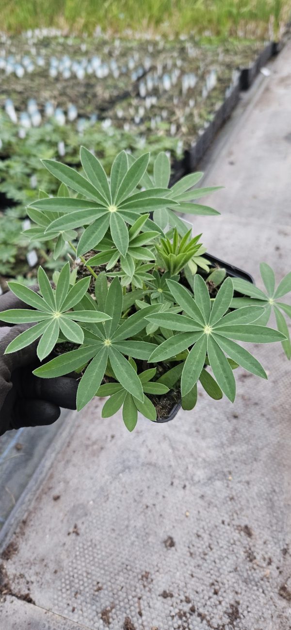 Lupinus 'Chandelier'2 Lupinus 'Chandelier'