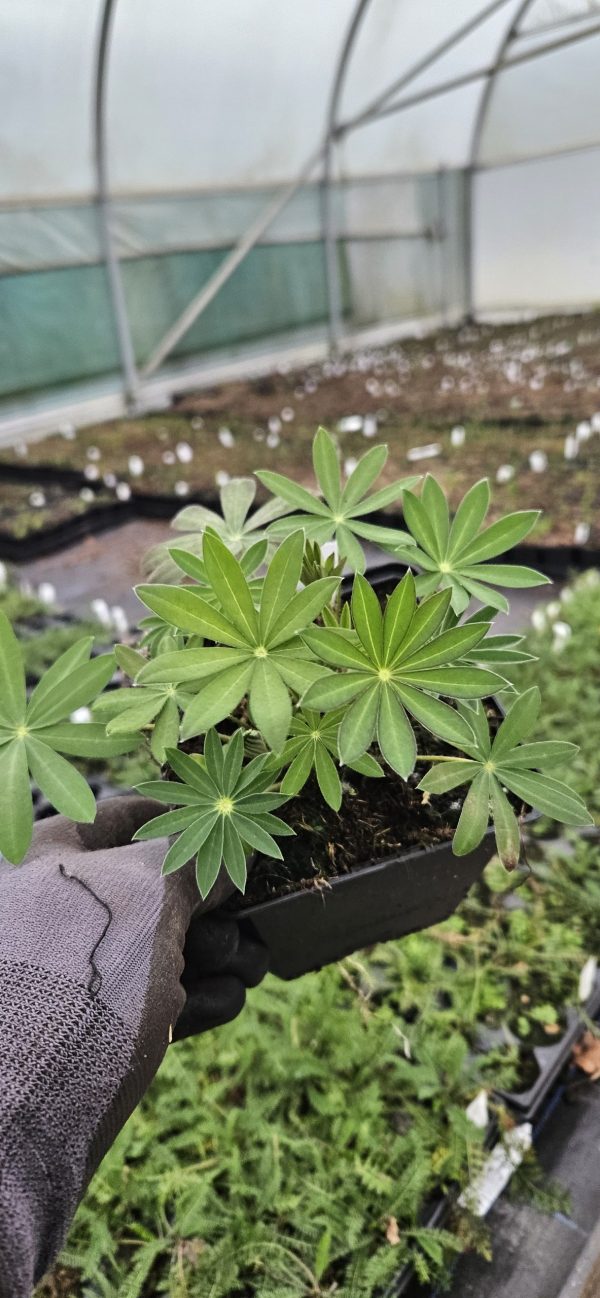 Lupinus 'Midnight Majesty'