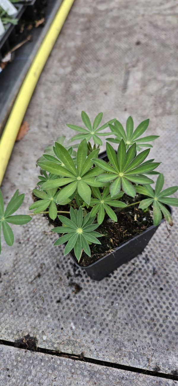 Lupinus 'Midnight Majesty'