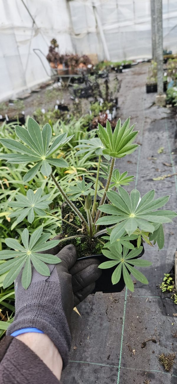 Lupinus 'My Castle'2 Lupinus 'My Castle'