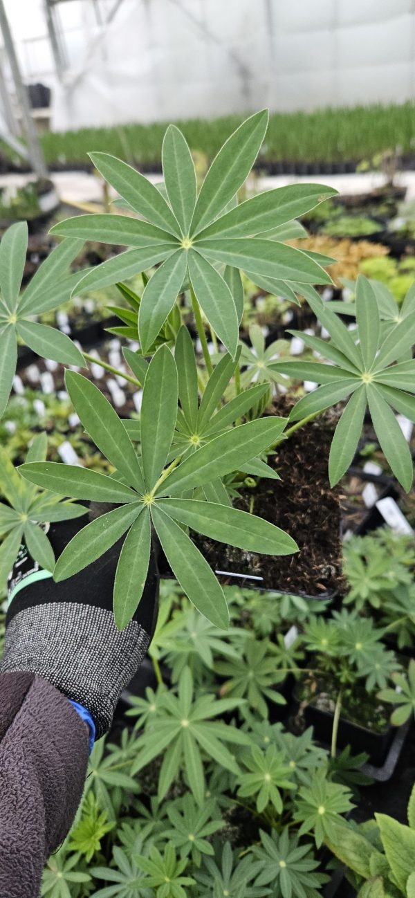 Lupinus 'Noble Maiden'2 Lupinus 'Noble Maiden'