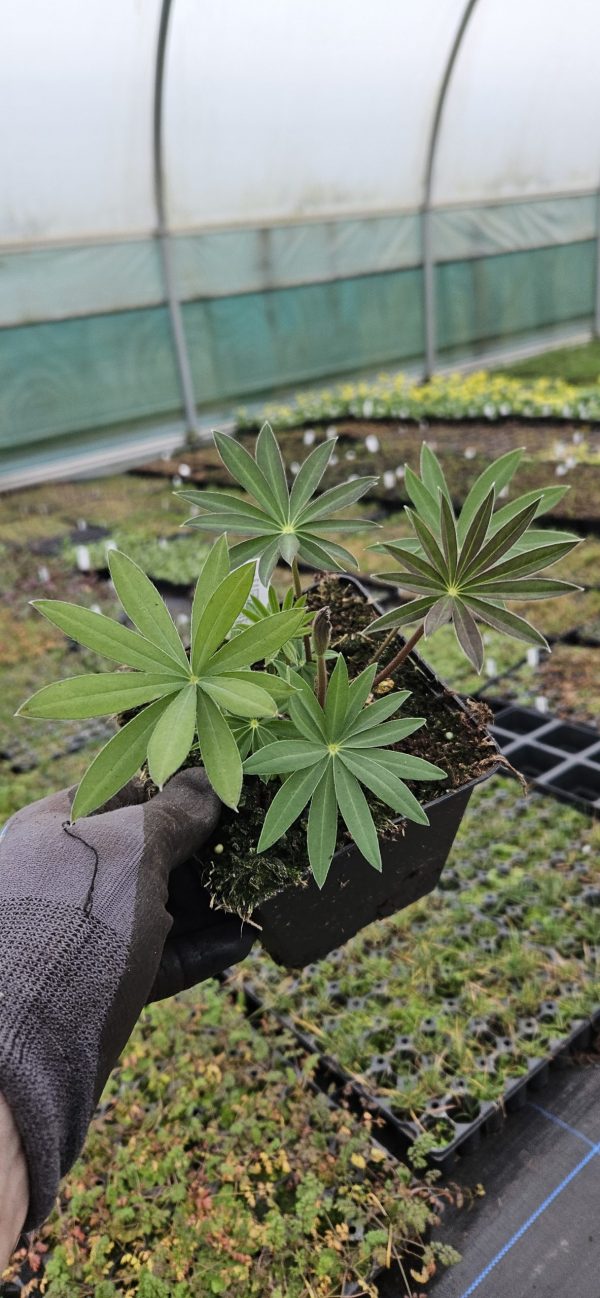 Lupinus 'Purple Emperor'