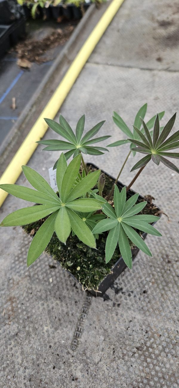 Lupinus 'Purple Emperor'