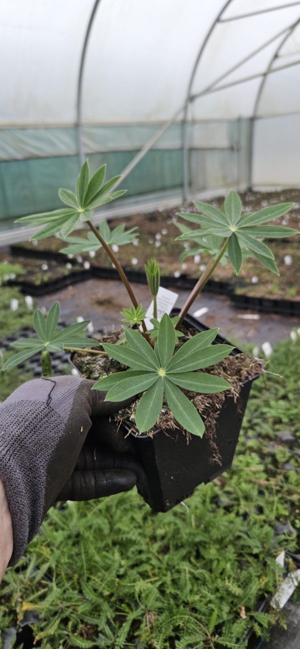 Lupinus 'Salmon Sultan'