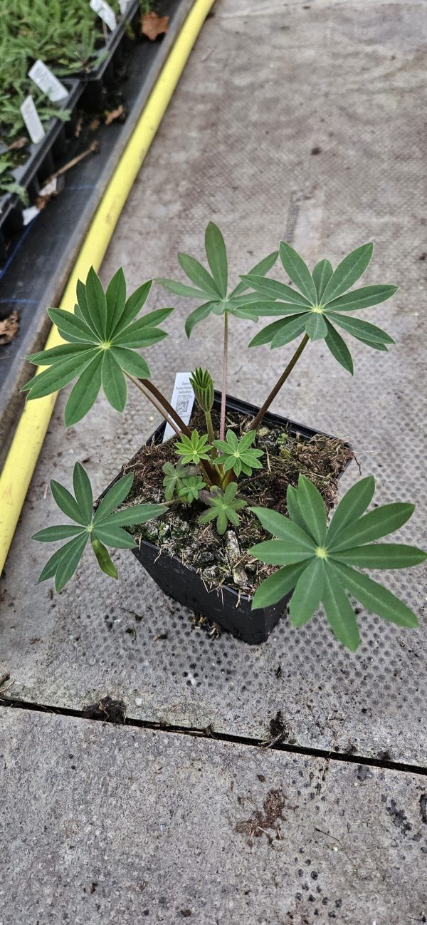 Lupinus 'Salmon Sultan'