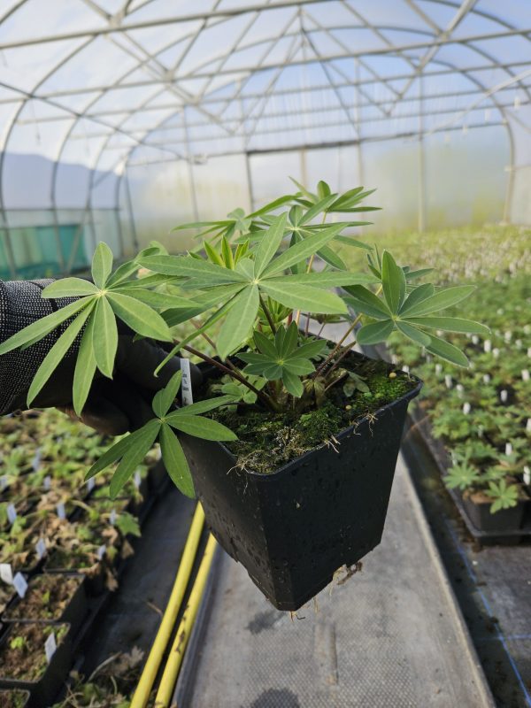 Lupinus 'The Chatelaine' 2 Lupinus 'The Chatelaine'