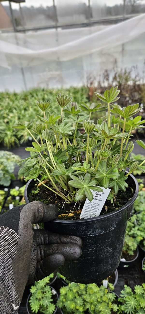 Lupinus West Country 'Beefeater' Lupinus West Country 'Beefeater'