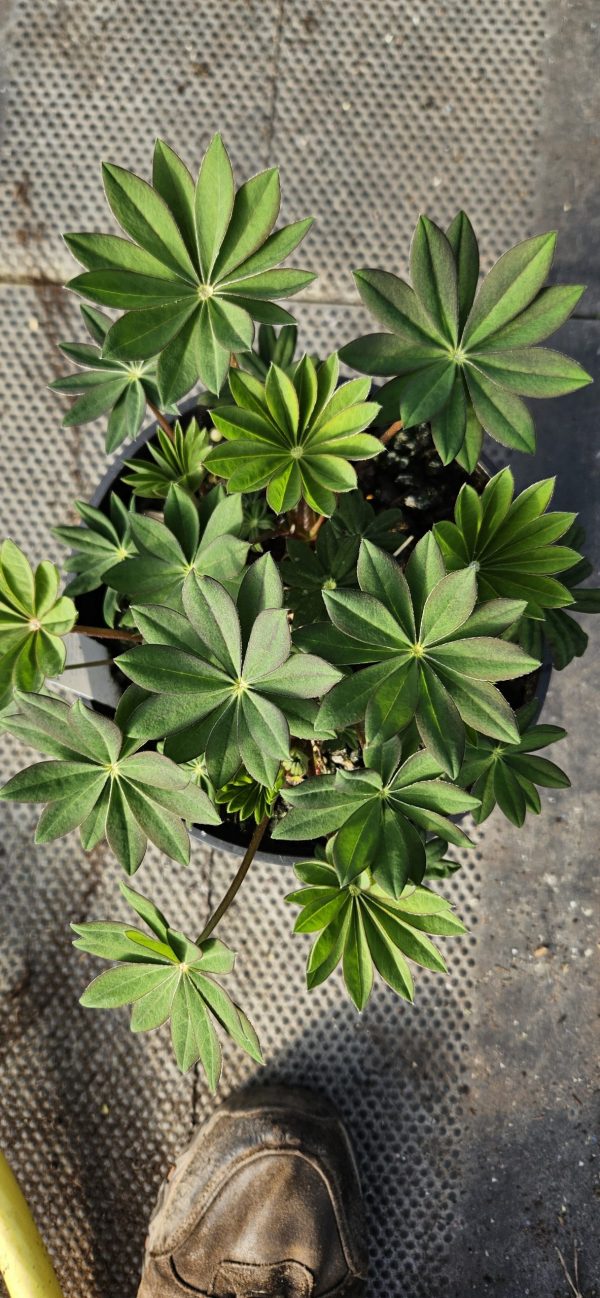 Lupinus West Country 'Bishops Tipple'