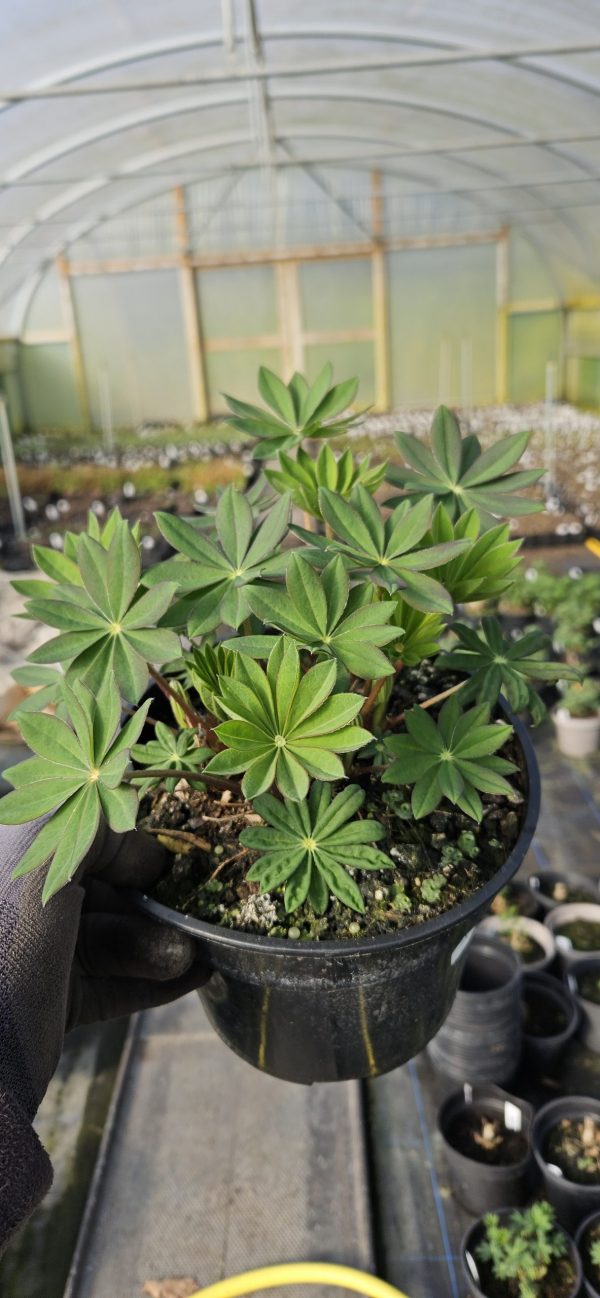 Lupinus West Country 'Bishops Tipple'