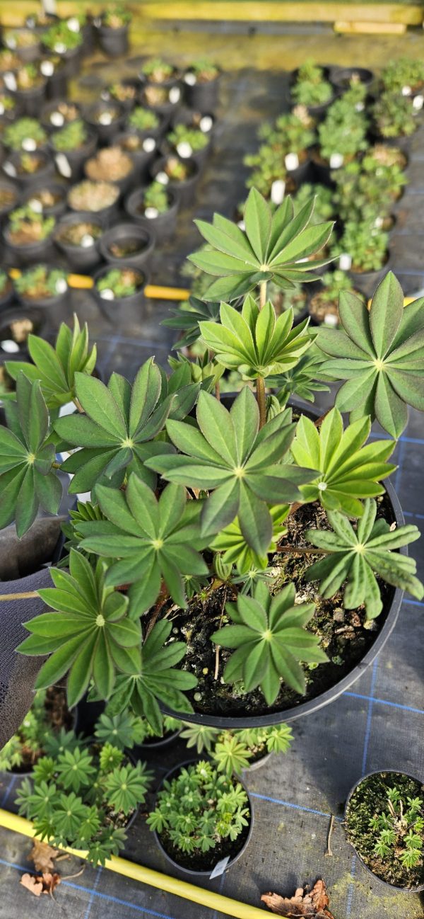 Lupinus West Country 'Bishops Tipple'
