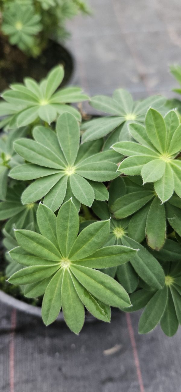 Lupinus West Country 'Blacksmith' Lupinus West Country 'Blacksmith'
