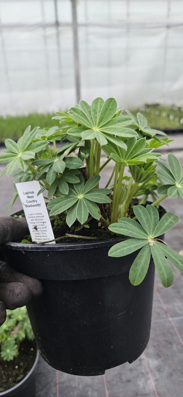 Lupinus West Country 'Blacksmith'2 Lupinus West Country 'Blacksmith'