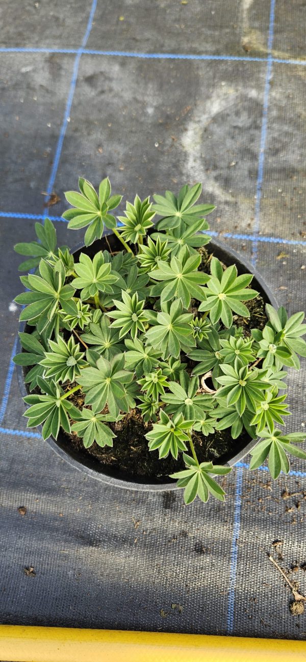 Lupinus West Country 'Blossom'