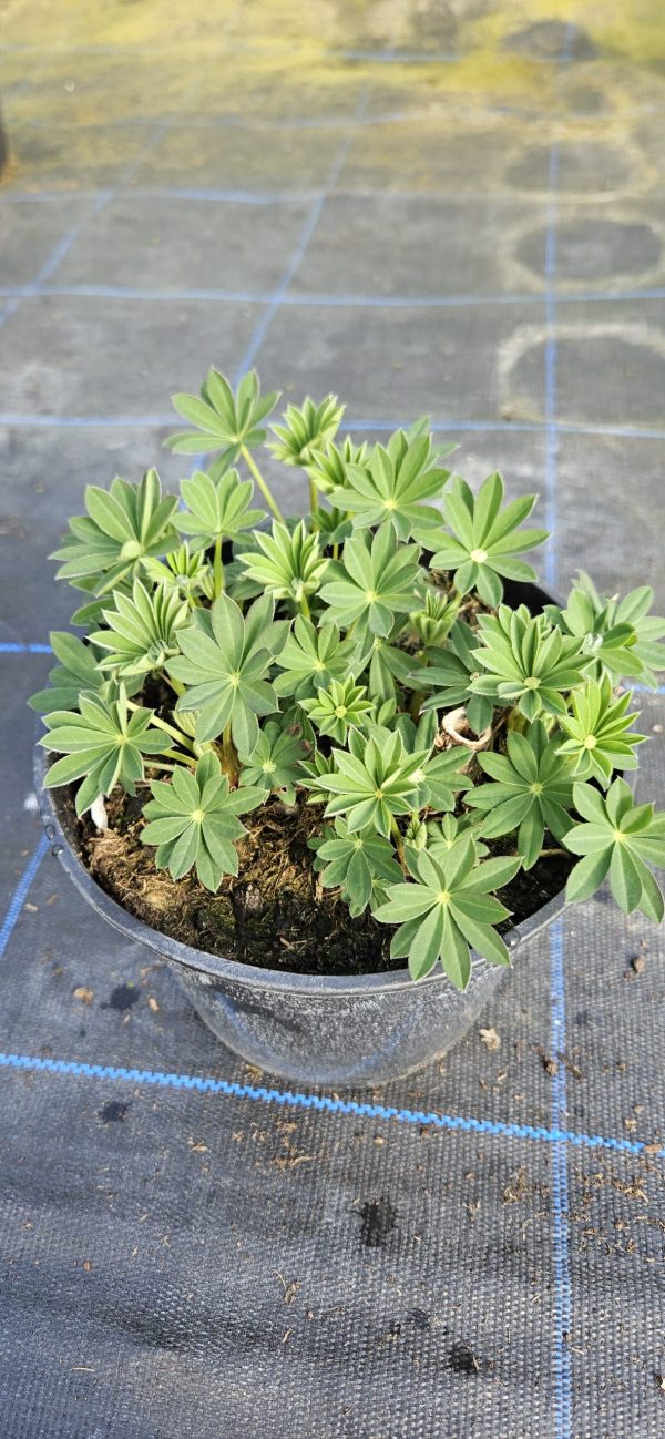 Lupinus West Country 'Blossom'