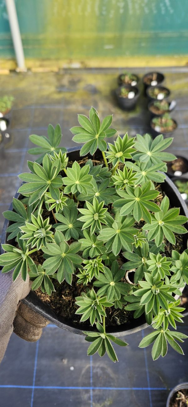 Lupinus West Country 'Blossom'