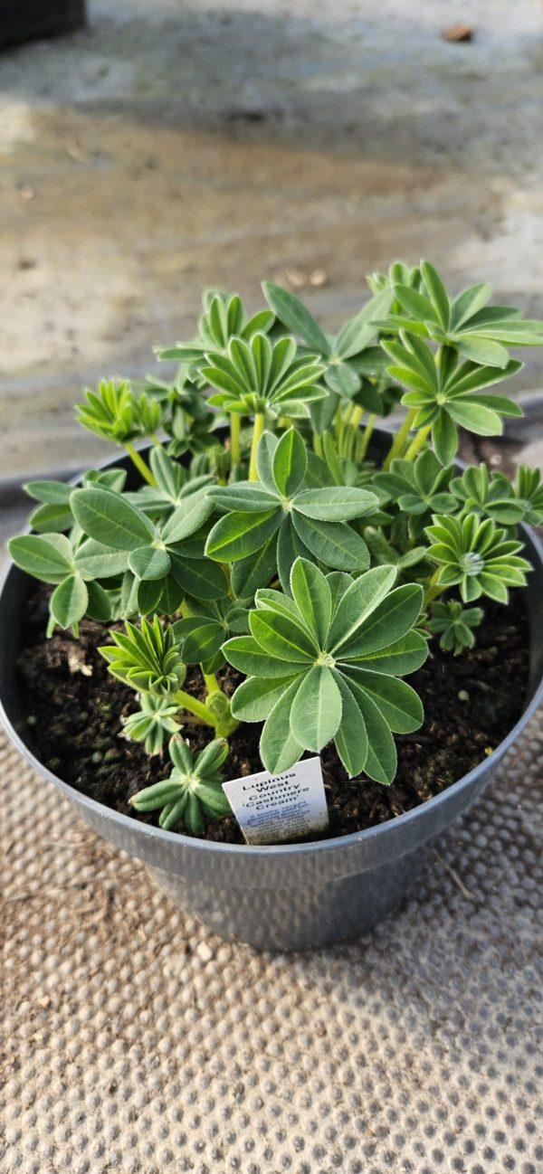 Lupinus West Country 'Cashmere Cream' Lupinus West Country 'Cashmere Cream'