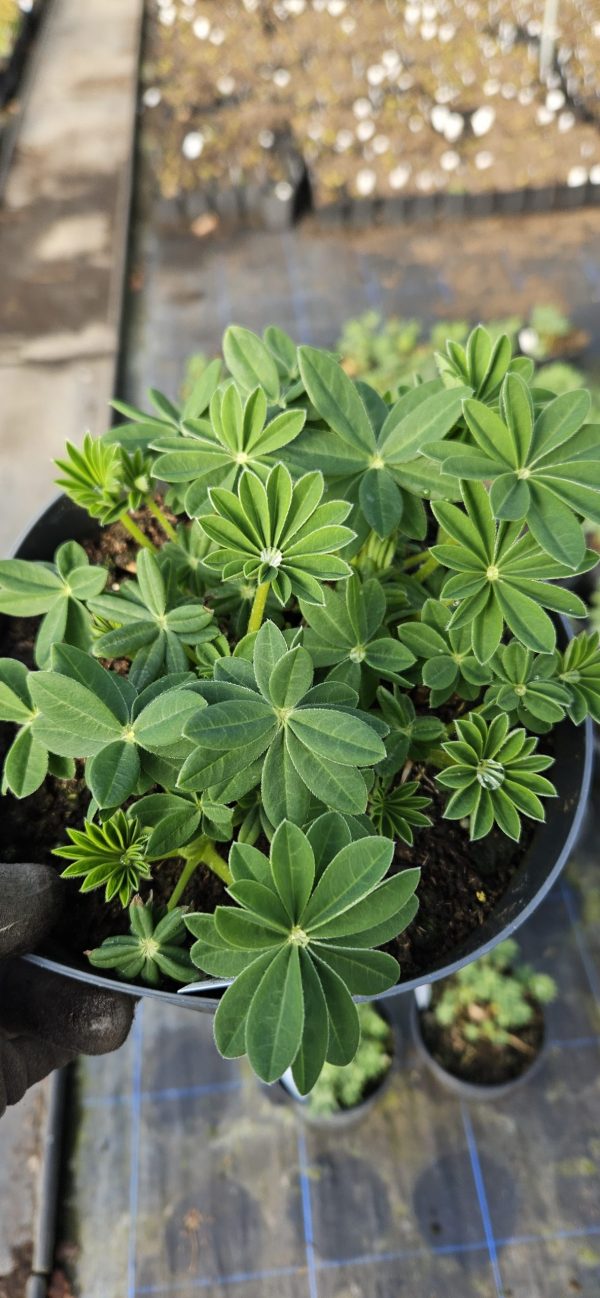 Lupinus West Country 'Cashmere Cream'2 Lupinus West Country 'Cashmere Cream'