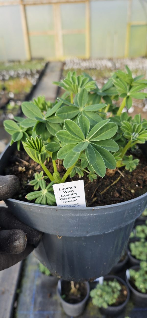 Lupinus West Country 'Cashmere Cream'3 Lupinus West Country 'Cashmere Cream'
