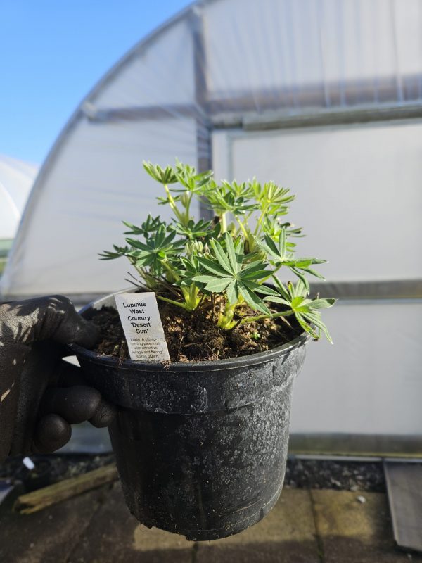 Lupinus West Country 'Desert Sun' Lupinus West Country 'Desert Sun'