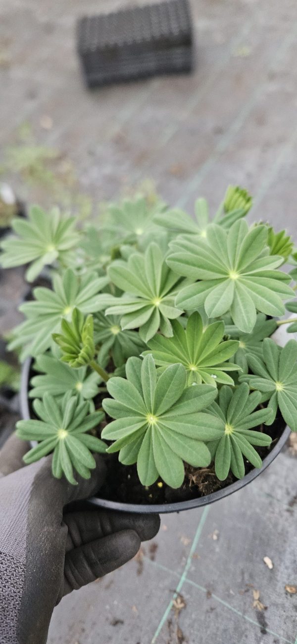 Lupinus West Country 'King Canute' Lupinus West Country 'King Canute'