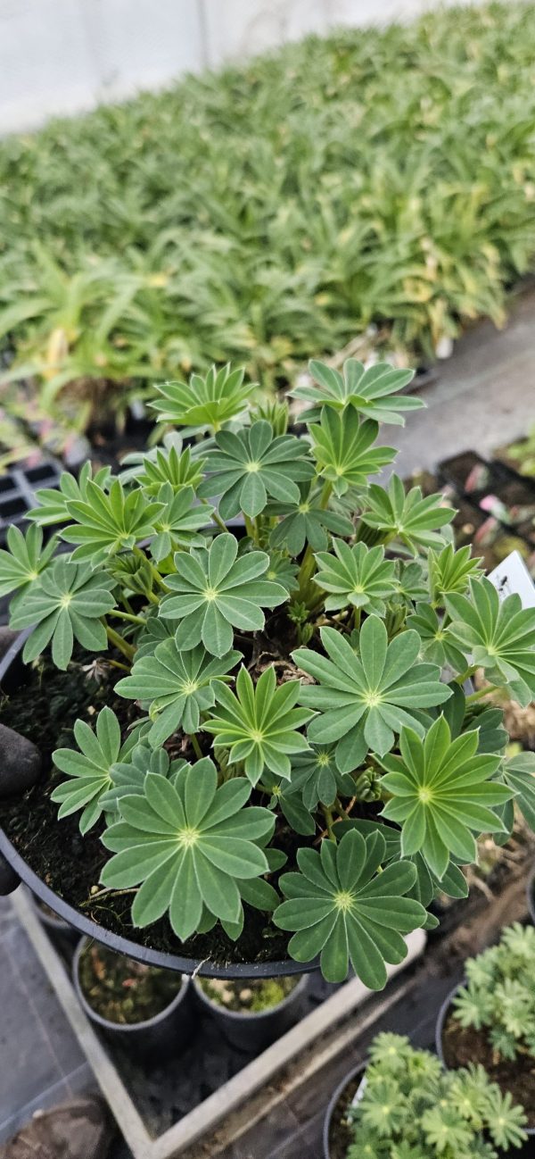 Lupinus West Country 'Magic Lantern' Lupinus West Country 'Magic Lantern'
