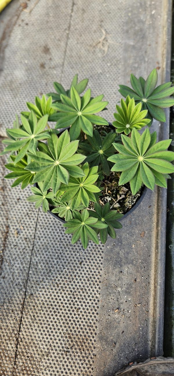 Lupinus West Country 'Persian Slipper' Lupinus West Country 'Persian Slipper'