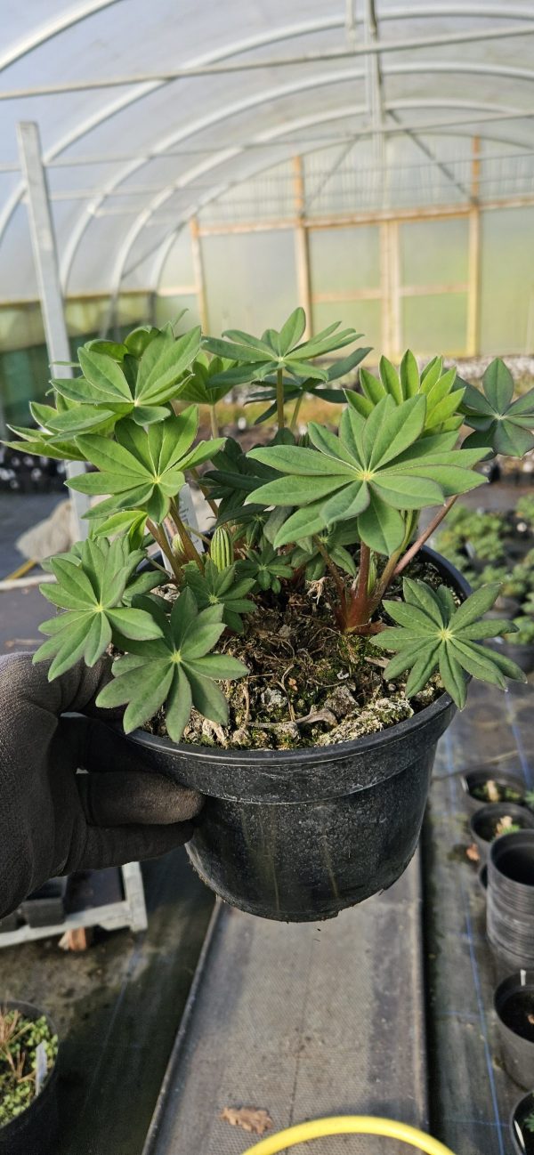 Lupinus West Country 'Persian Slipper'2 Lupinus West Country 'Persian Slipper'