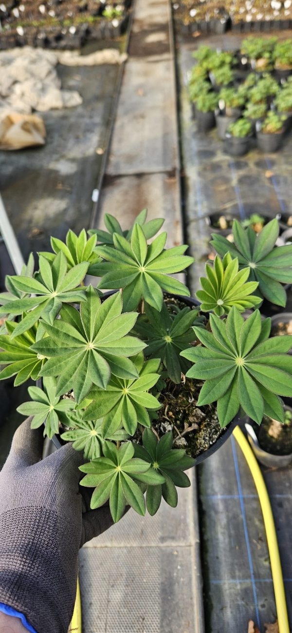 Lupinus West Country 'Persian Slipper'3 Lupinus West Country 'Persian Slipper'