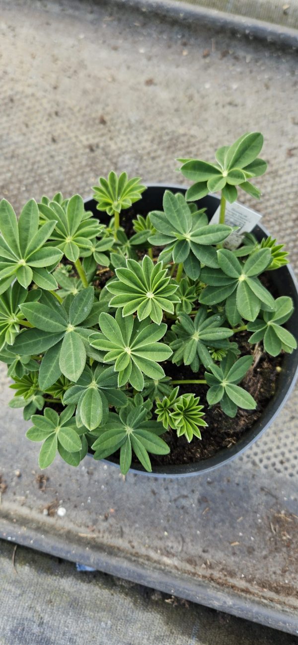 Lupinus West Country 'Polar Princess' Lupinus West Country 'Polar Princess'