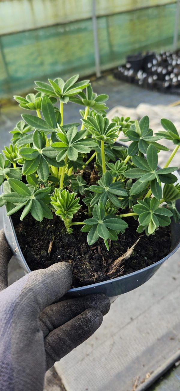 Lupinus West Country 'Polar Princess'2 Lupinus West Country 'Polar Princess'