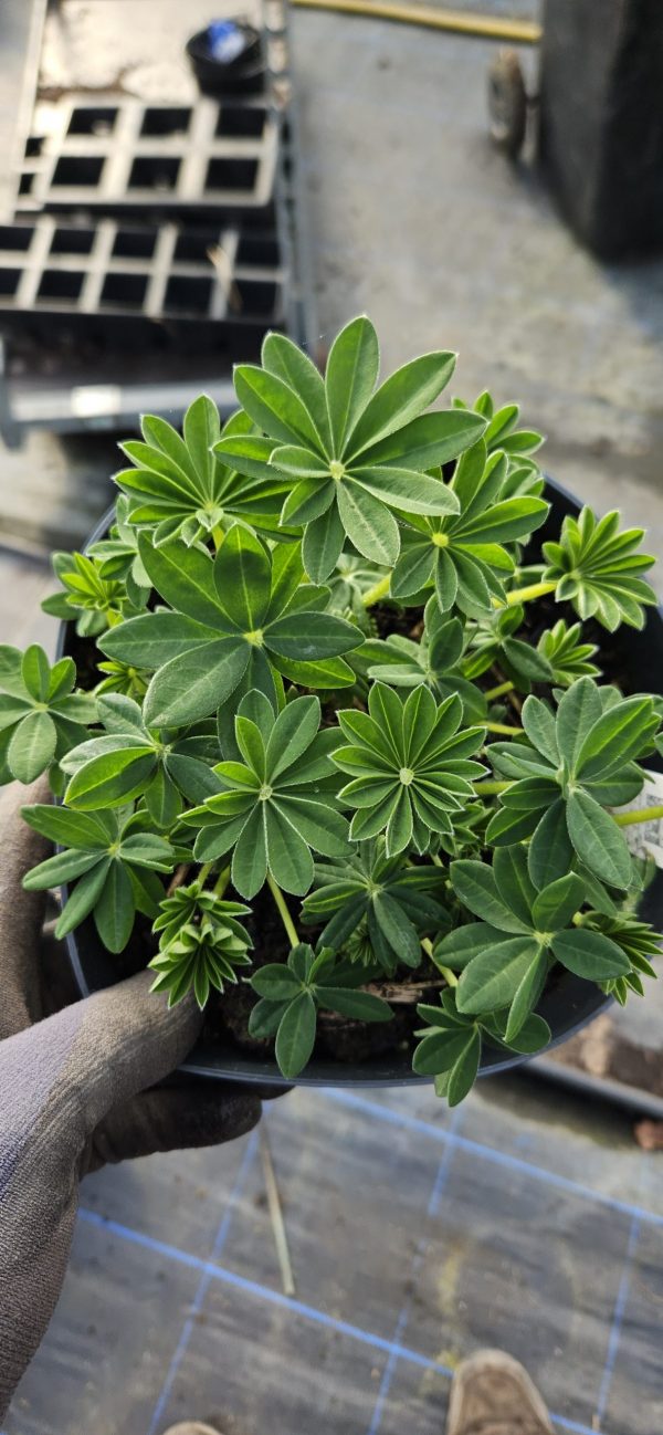 Lupinus West Country 'Polar Princess'3 Lupinus West Country 'Polar Princess'