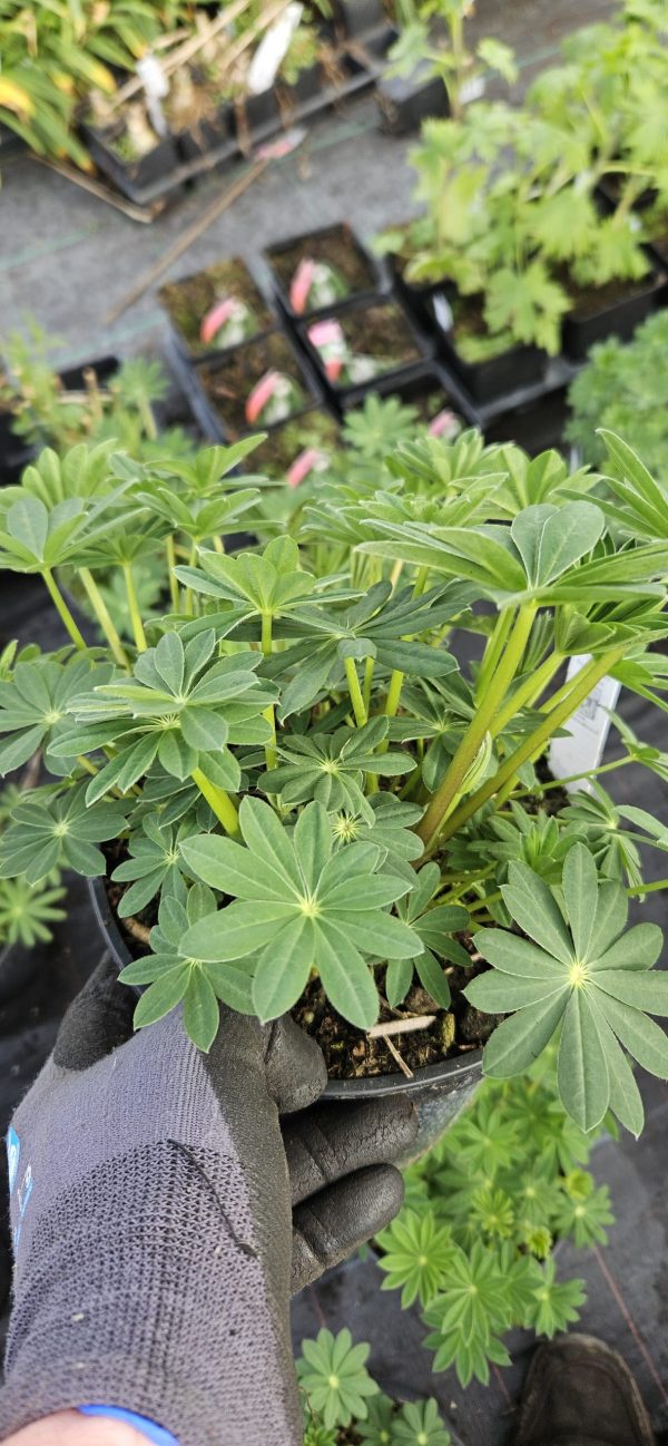 Lupinus West Country 'Rachel de Thame'